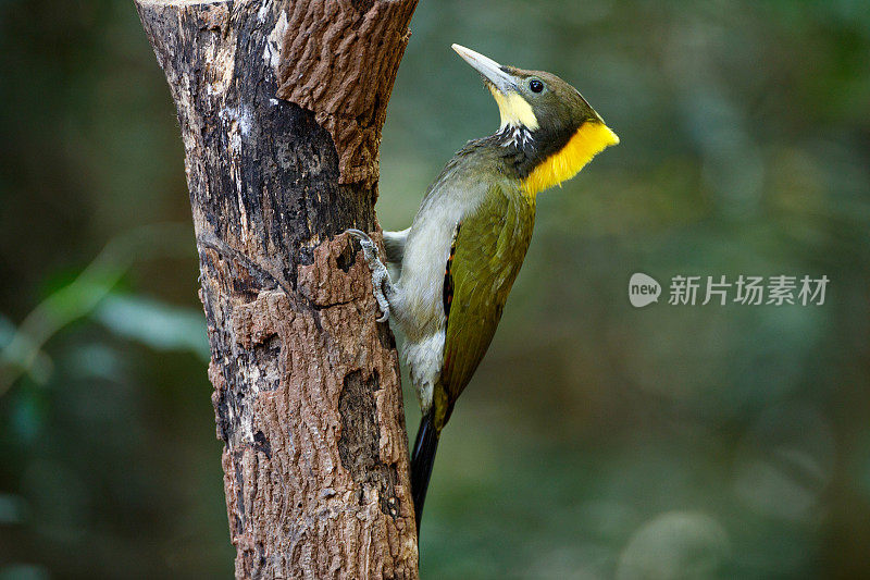 啄木鸟:成年雌性大黄颈雀(Chrysophlegma flavinucha)